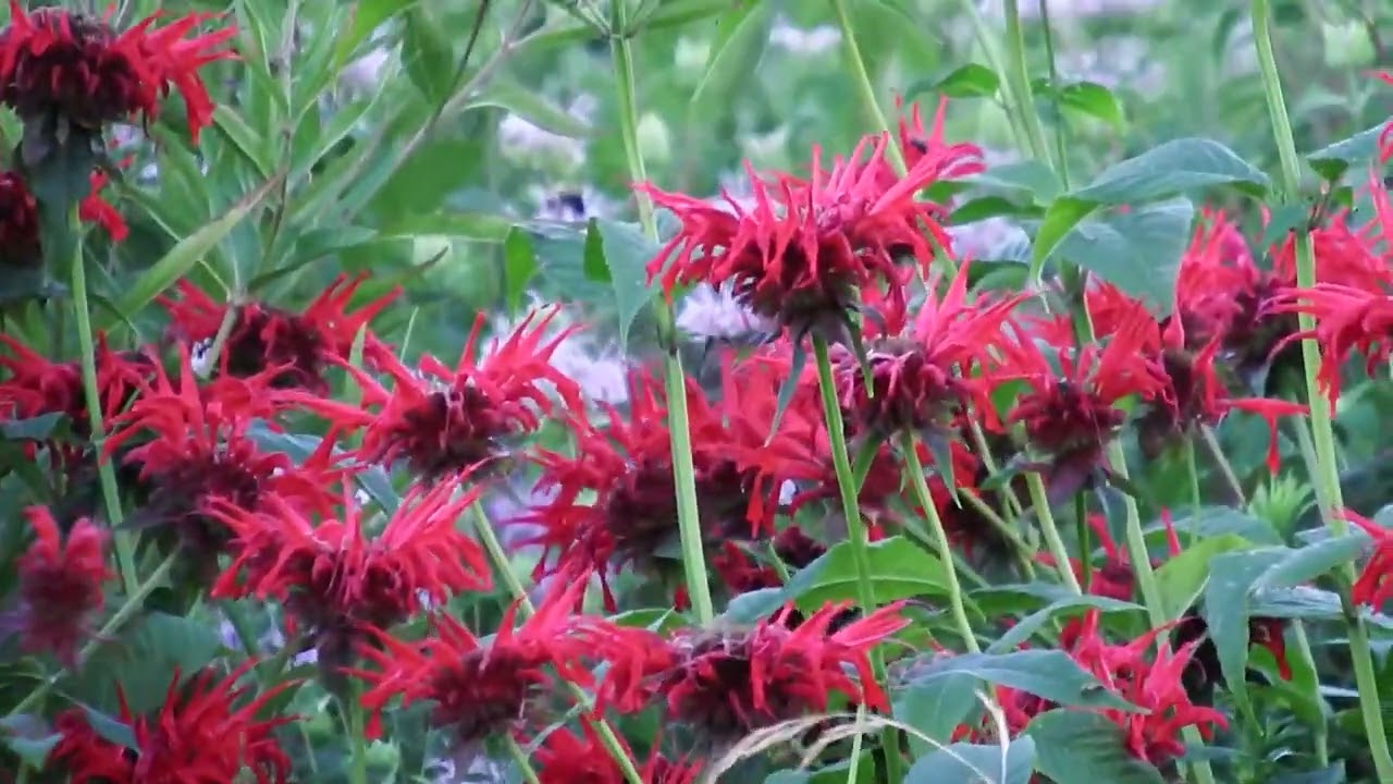 Female Hummingbird in Jacob Cline Bee Balm!