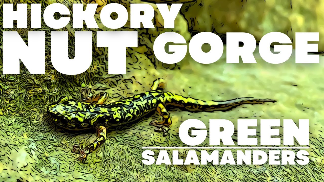 FILMING ONE OF THE RAREST ANIMALS ON EARTH! | Exploring North Carolina's Hickory Nut Gorge
