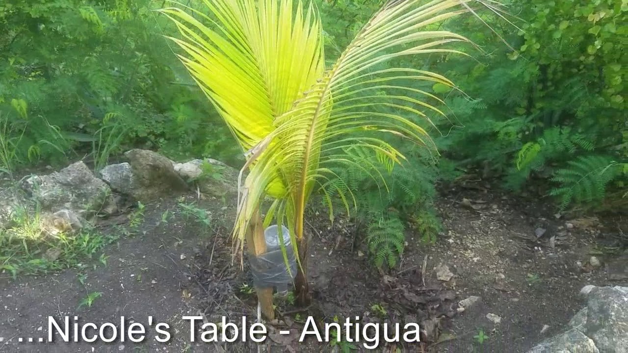 Saving our Coconut Trees