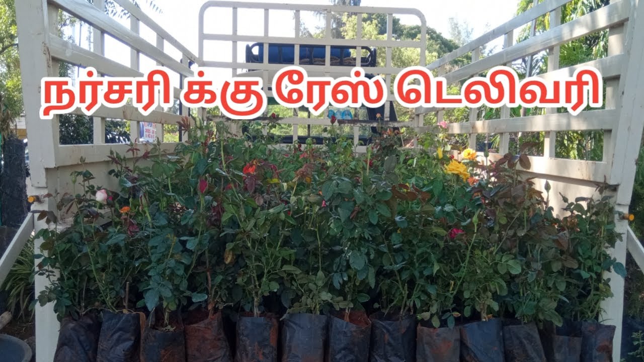 நர்சரி க்கு ரேஸ் டெலிவரி/ 