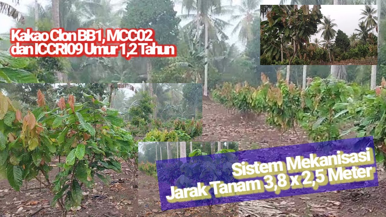 Sistem Mekanisasi Kakao Clone BB1 dan MCC02, ICCRI09 Umur 1,2 Tahun