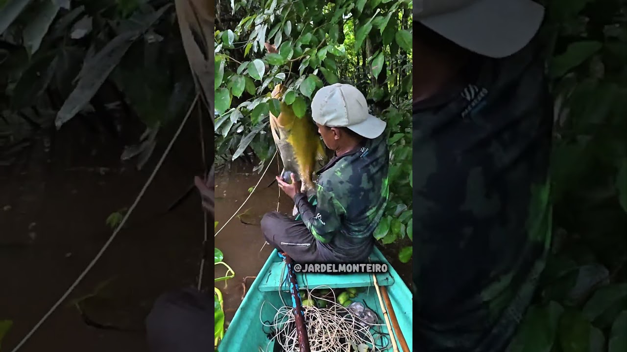 Pescaria do Brutus #amazonas #pesca #peixesamazonicos #pescaria #ribeirinhos #peixe