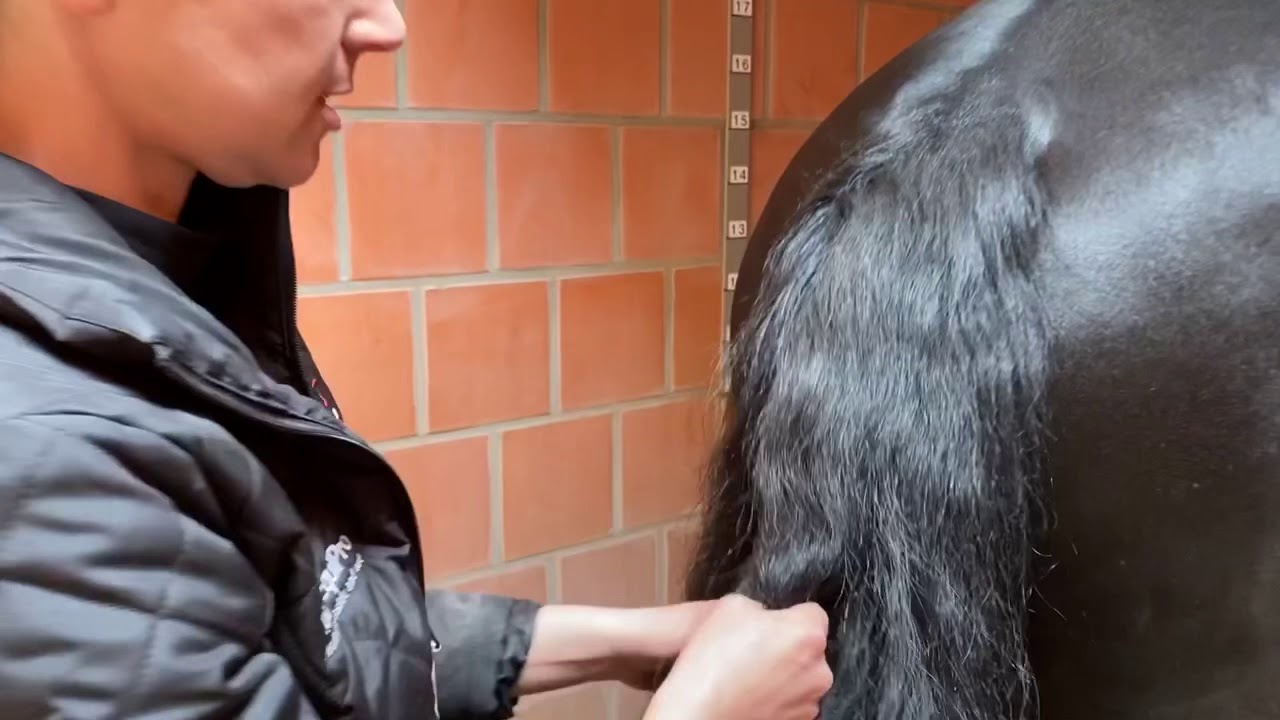 Professional tips for caring for a horses tail