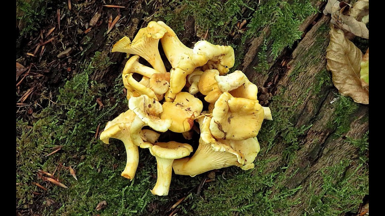 Frühherbstliche Pilze auf dem Tannenberg -  13.09.2025 - Early autumn mushrooms on the Tannenberg