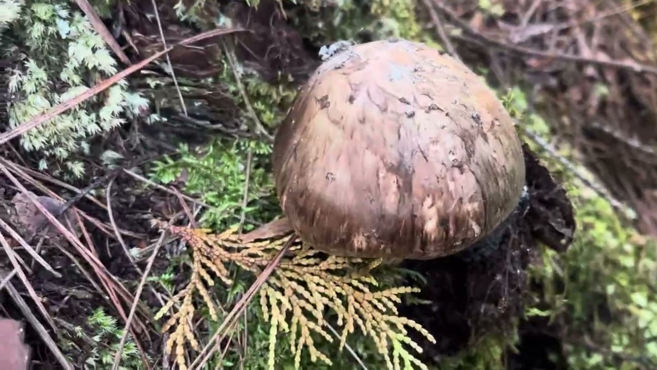 松茸狩り 2025-10-30-②