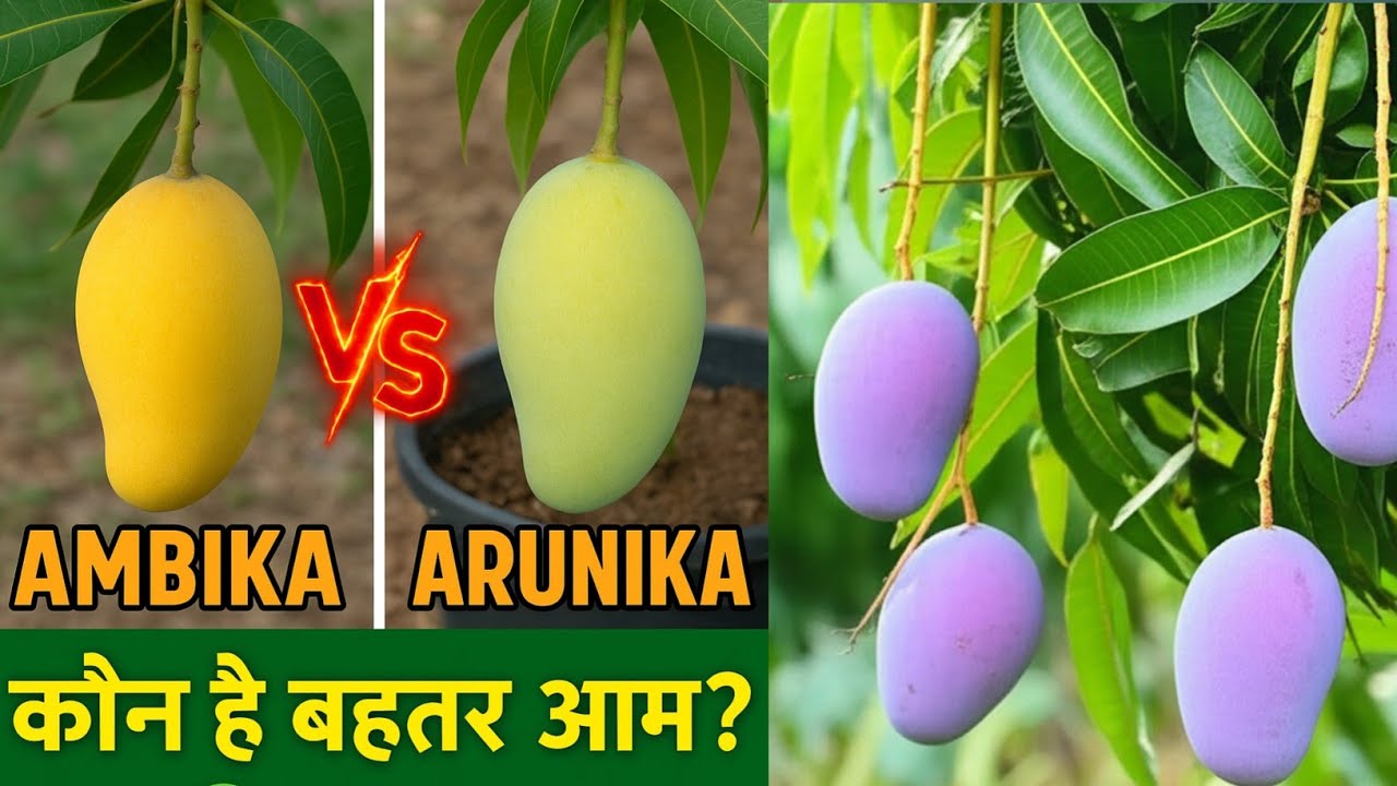 Arunika vs Ambika Mango – कौन है सबसे बेहतर आम