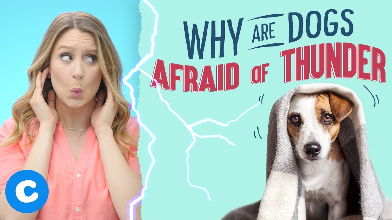 How to Calm a Dog During a Thunderstorm | Chewy