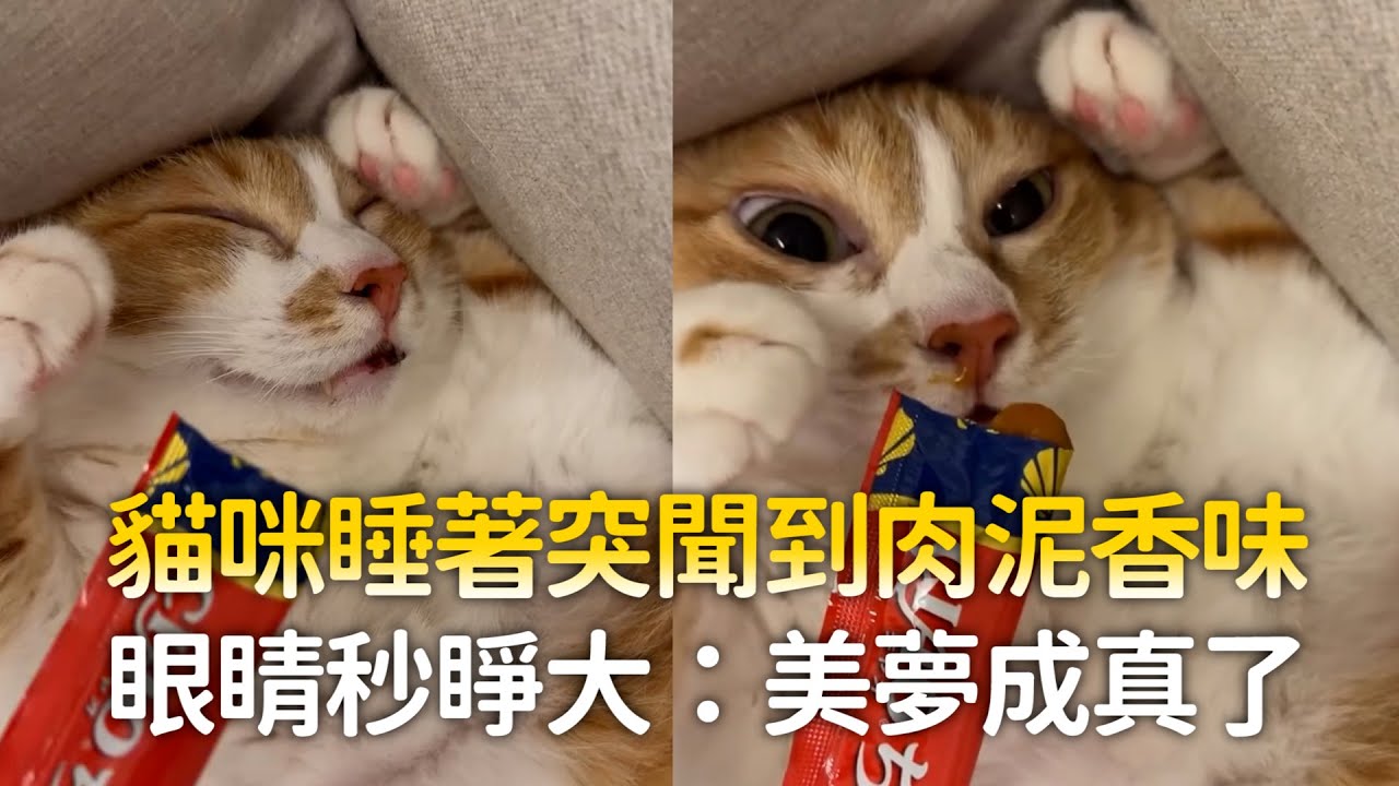 貓咪睡著突聞到肉泥香味　眼睛秒睜大：美夢成真了