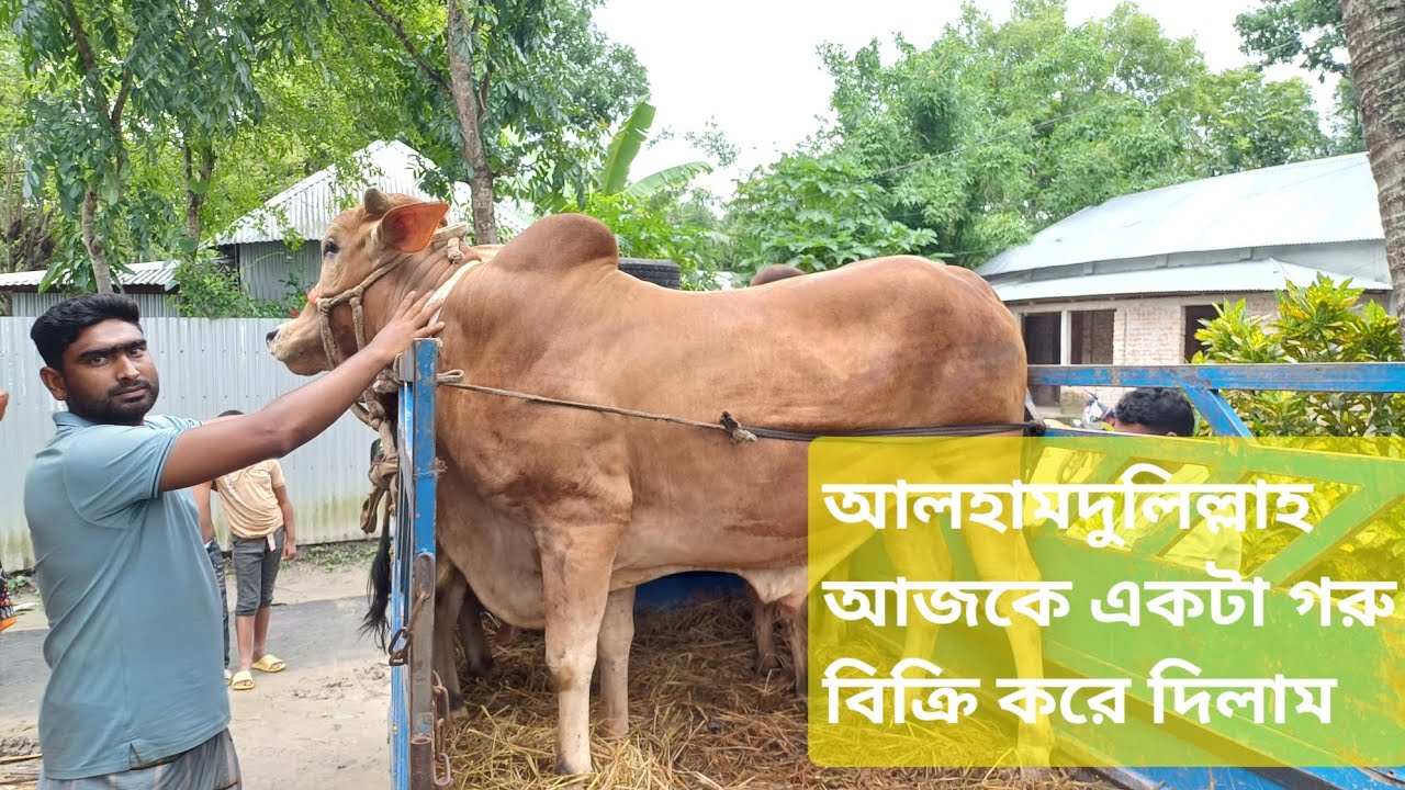 আজকে আমার খামারের আরো একটি গরু বিক্রি করে দিলাম | Noyon Krishi |
