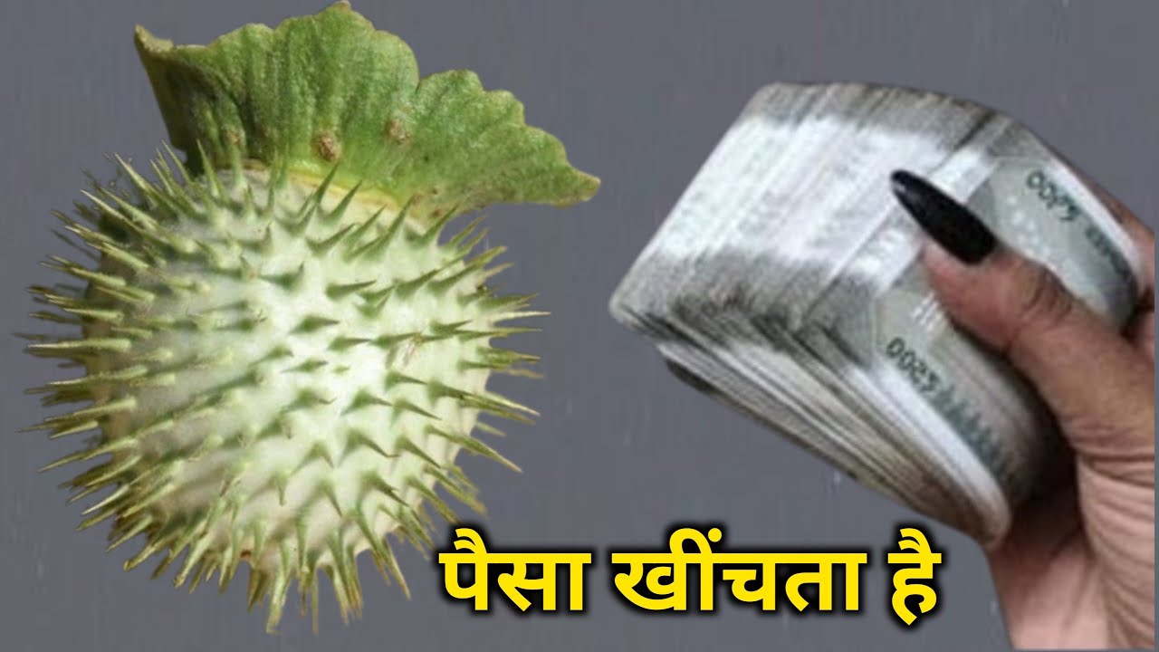 साधारण पौधा समझकर फ़ेकने की भूल मत करना , कर्ज से मिलेगी मुक्ति, गरीबी जड़ से खत्म vastu bhagya