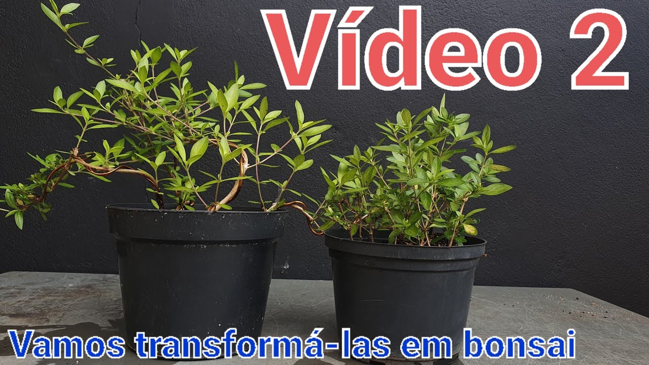 Série Serissa - Vídeo 2