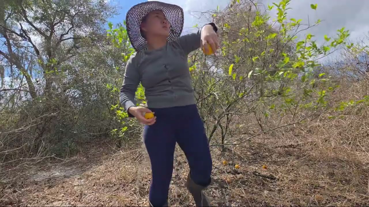 Xov laj kab 4 hnub tiav log