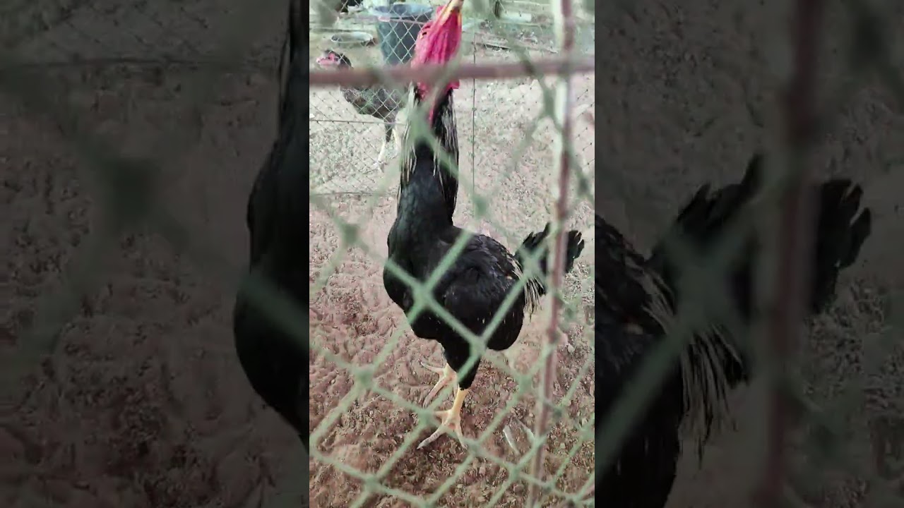 ชมไก่สวยๆครับ