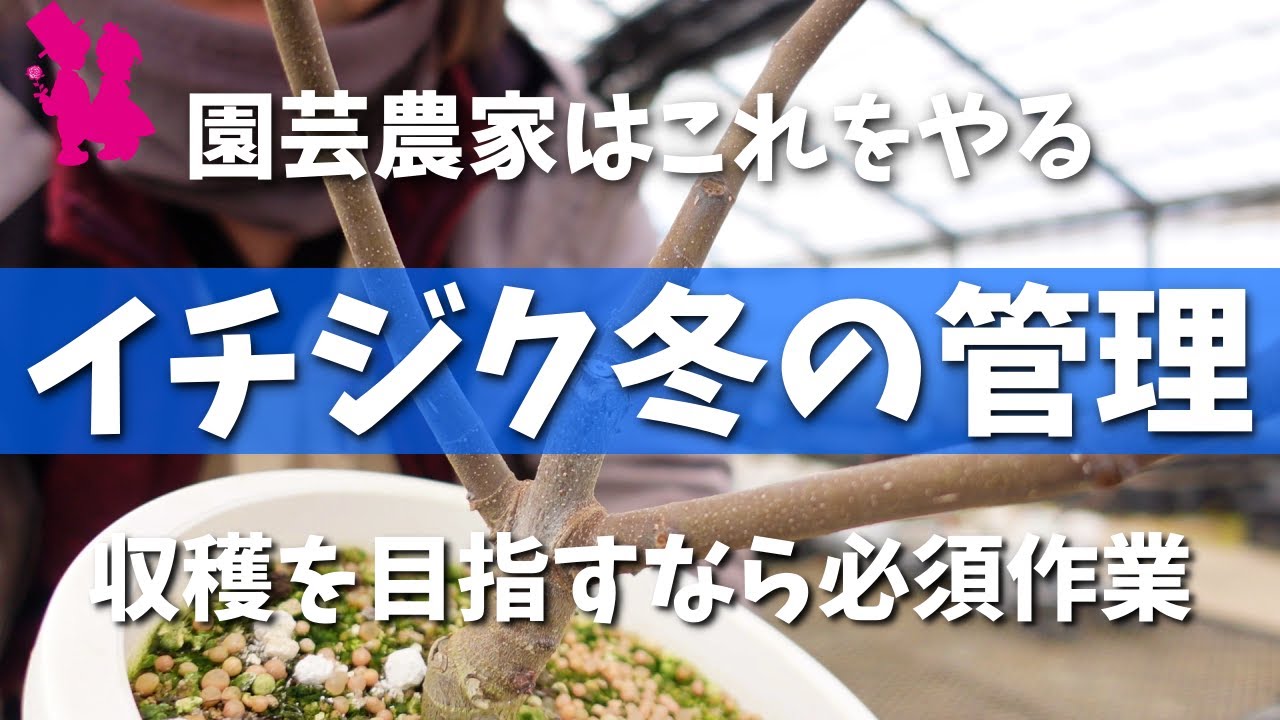 【イチジク】園芸農家の冬の作業・管理をお見せします！