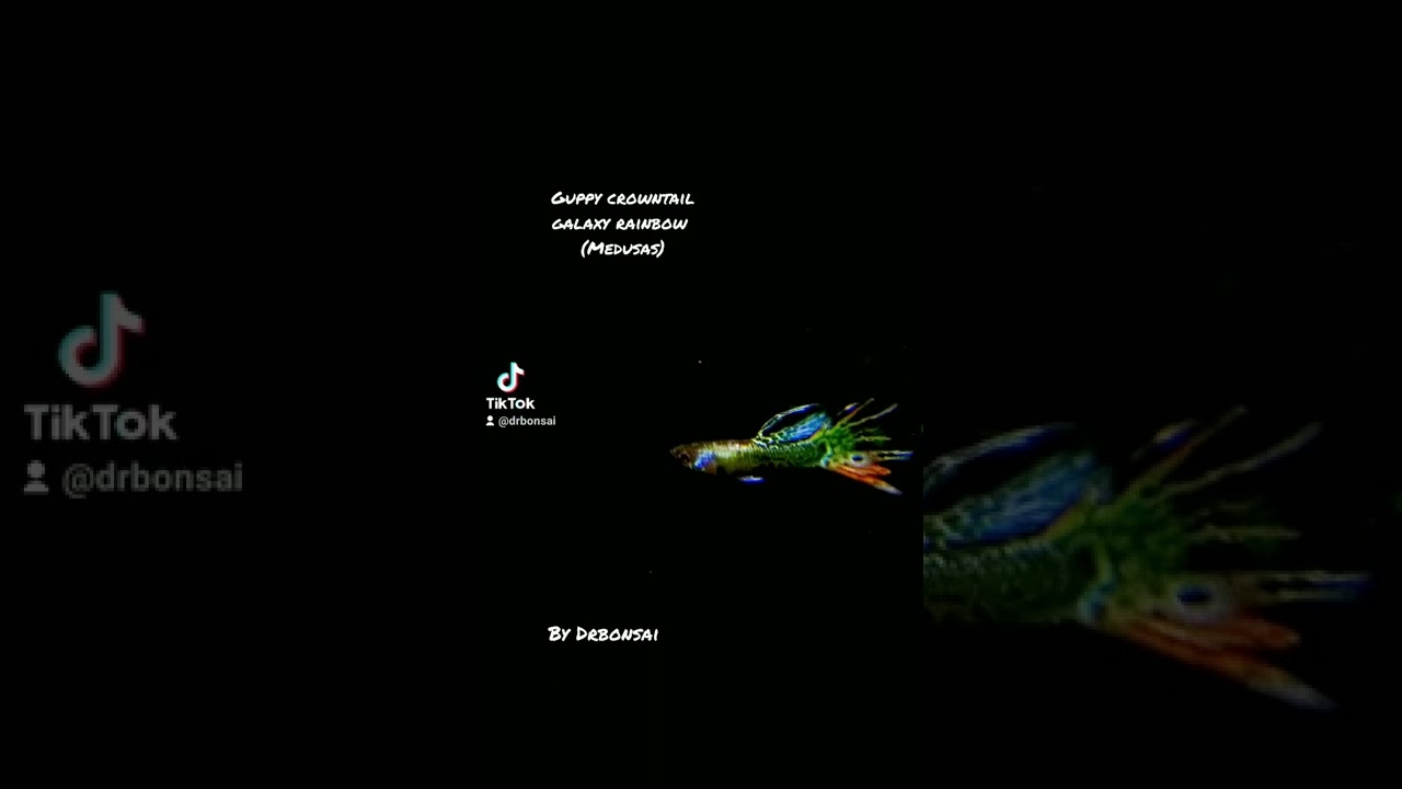 guppy crowntail galaxy rainbow ( medusas) josemariamendoza @shopping.jalos ,JM Mendoza, by Drbonsai