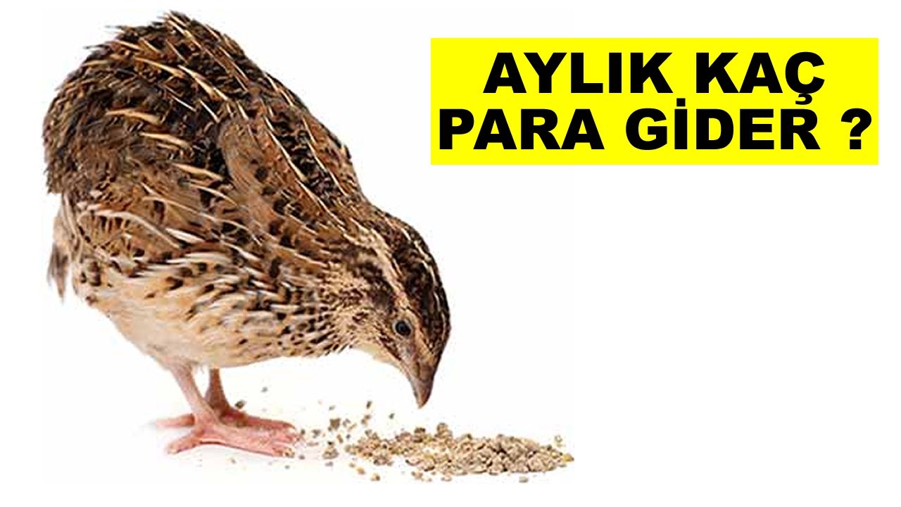 10 Adet Bıldırcın Aylık Ka&ccedil; Lira Yem Yer ?