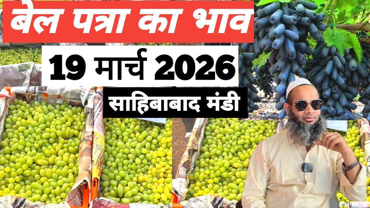 19 March 2026 🍇अंगूर का भाव साहिबाबाद मंडी ॥ Today Grapes Rate in Sahibabad Mandi || Bharat ke Bazar