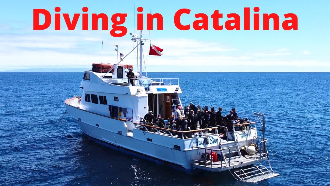 Diving in Catalina (See if we find any Sharks)