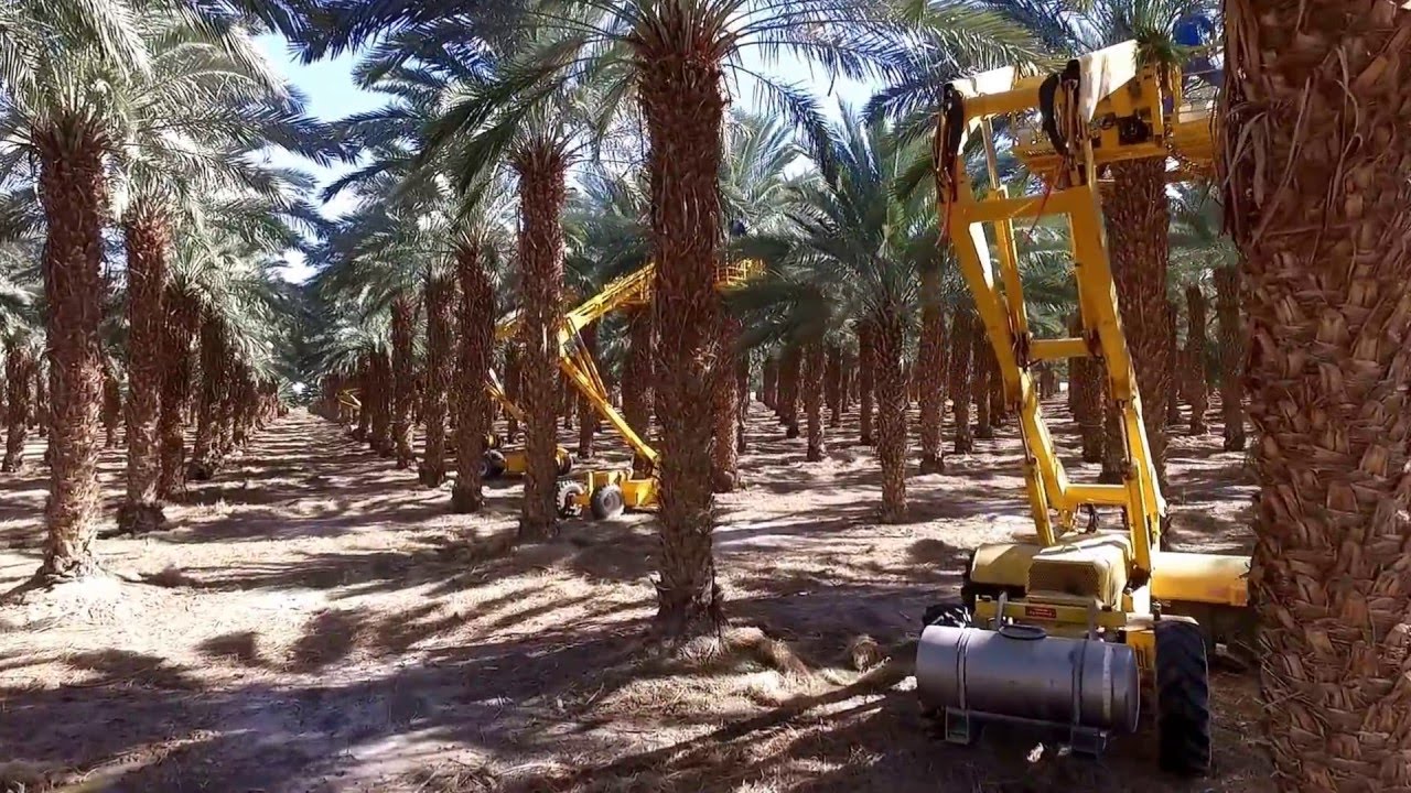 AFRON - Date picking machines