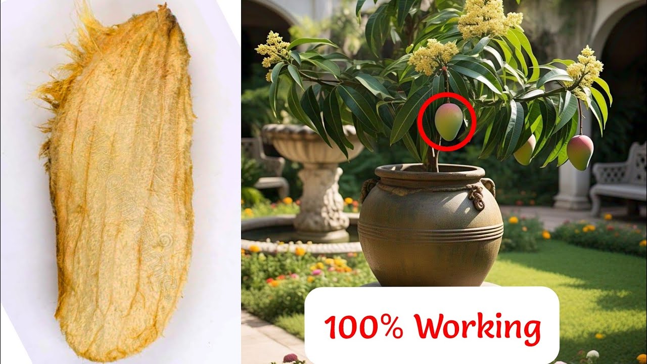 From Seed to Fruit: 12 Exciting Ways to Grow a Mango Tree