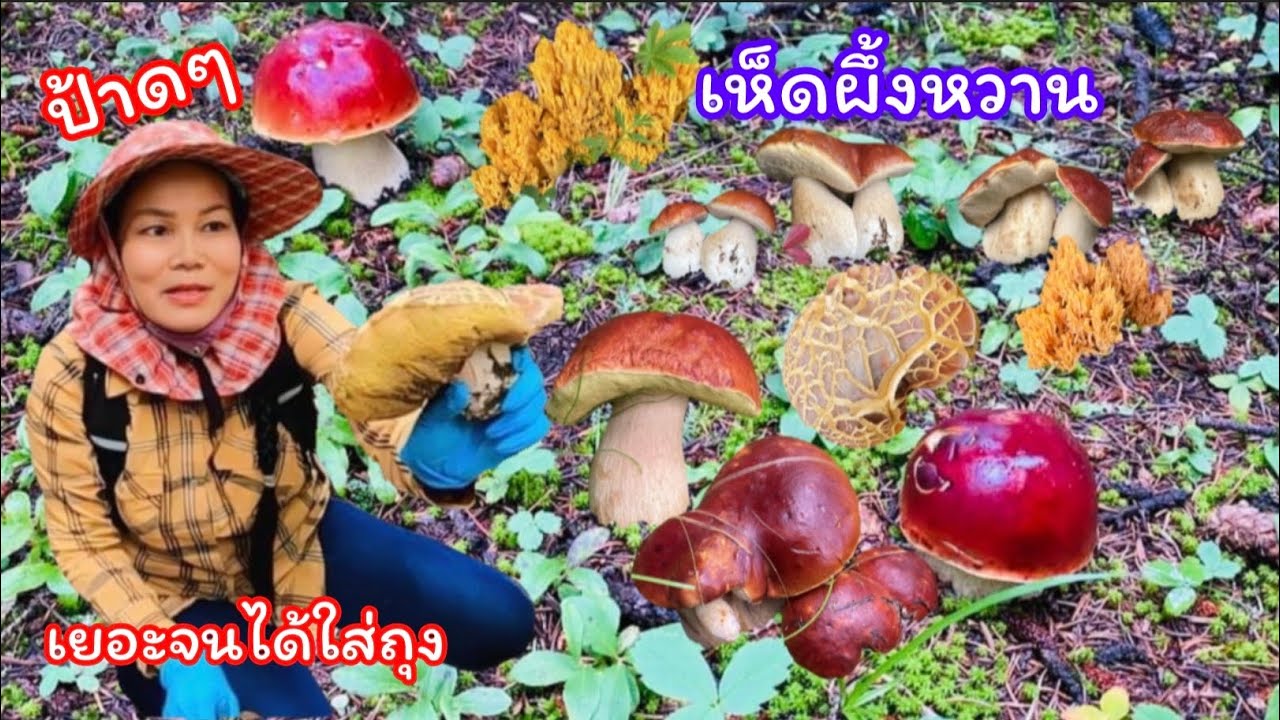 เก็บเห็ด🍄🍄เห็ดผึ้งหวานหัวแตกดอกแน่นๆต่อจากคลิปก่อน เห็ดผึ้งขาลายงามๆล้นตะกร้าต้องใส่ถุงEp.28