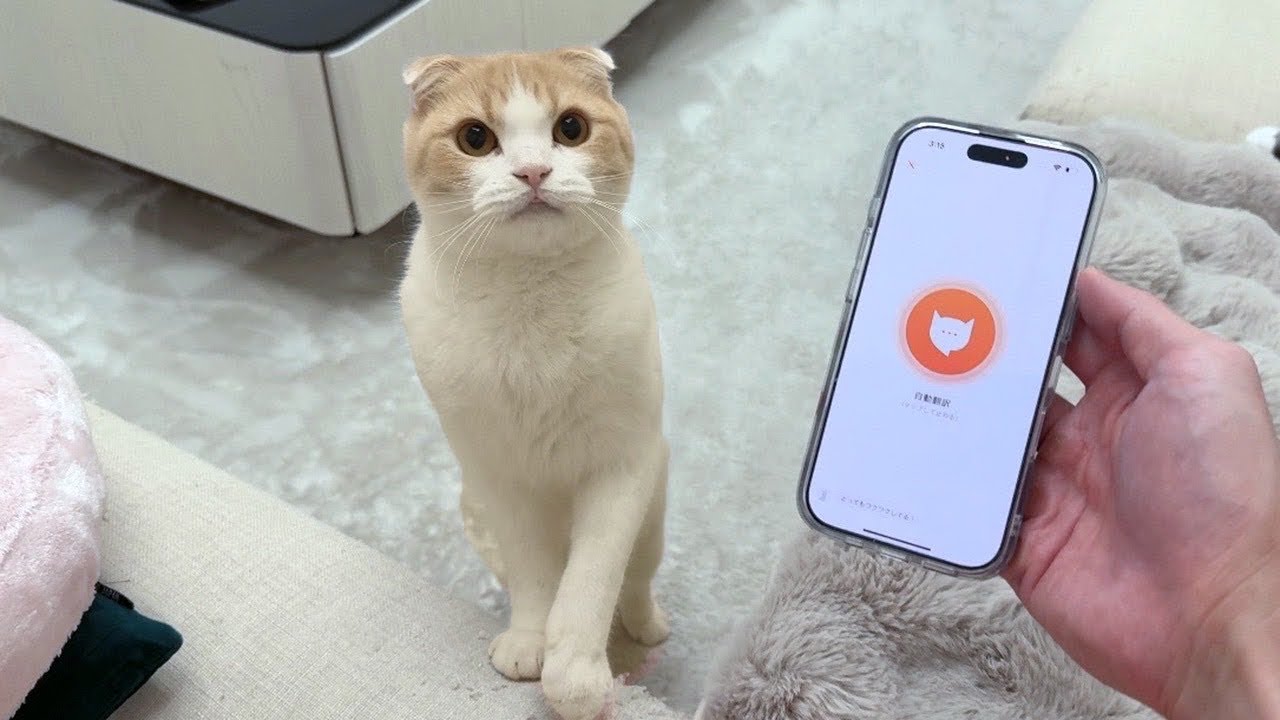 おしゃべりな猫に猫語翻訳機を使ってみたらまさかの結果になりました…