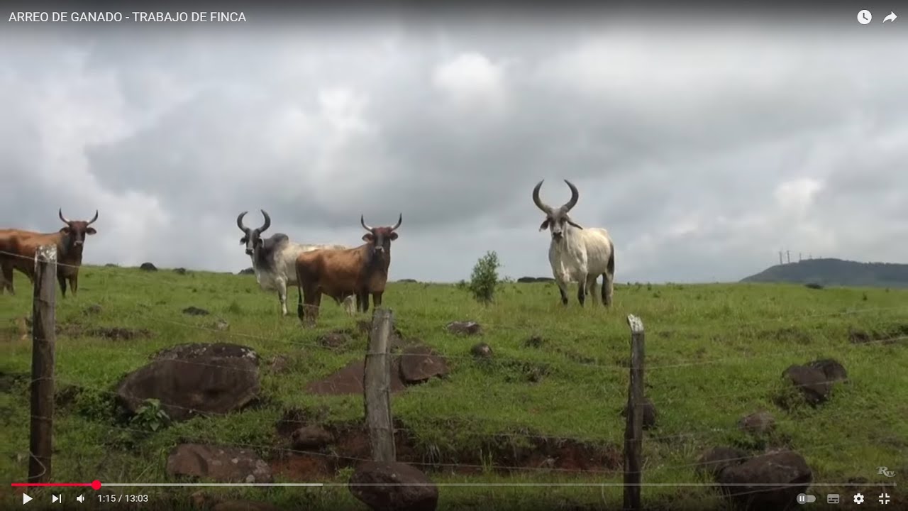Cattle Herding on the Ranch: A Day in the Life - ARREO DE GANADO - TRABAJO DE FINCA