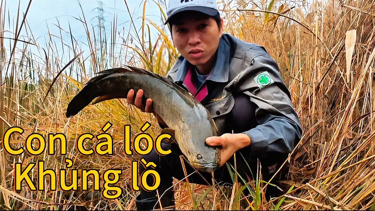 Cá Lóc Khủng Lồ Thiên Nhiên Đáng Kinh Ngạc!'