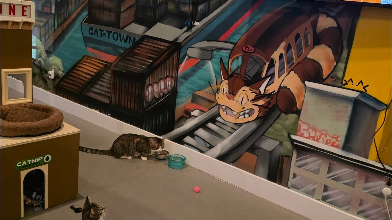 Cat Town 🐈 volunteer shift! Meet Hermey, Rudy, Pandora, Froyo, Gelato, and more!