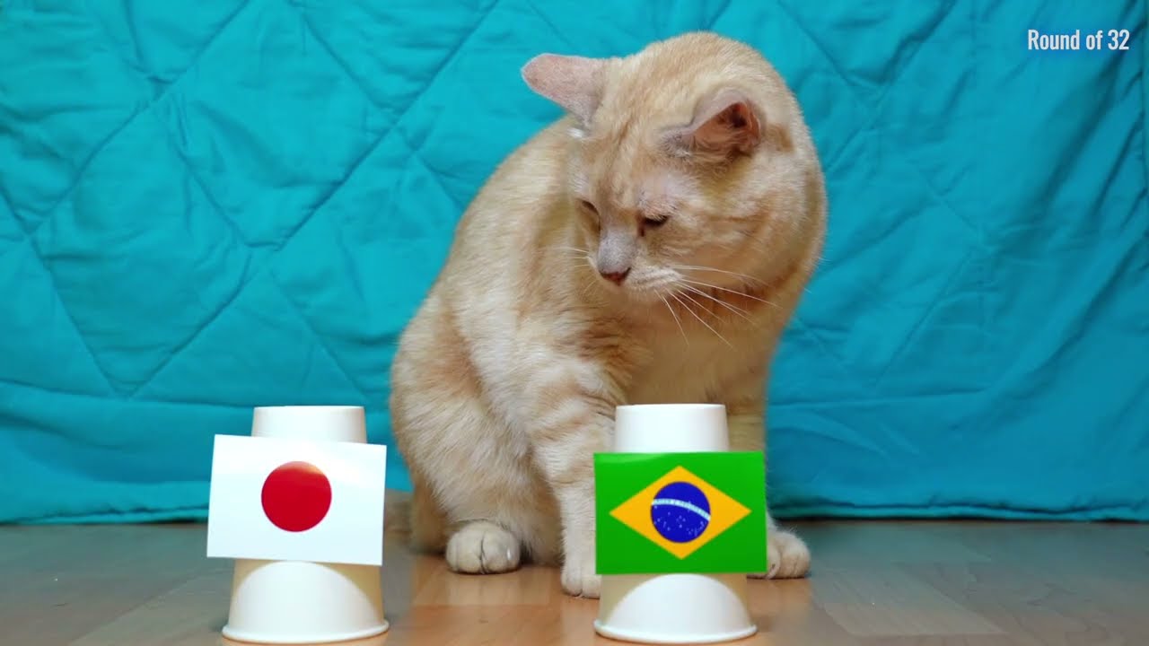 Japan Vs Brazil - Cats World Cup 2026 Prediction