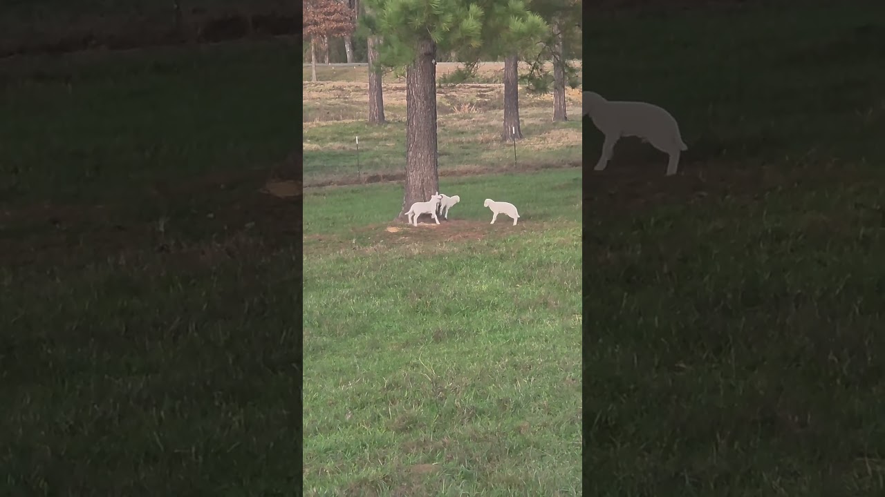These Are The Happiest Lambs I've Ever Seen