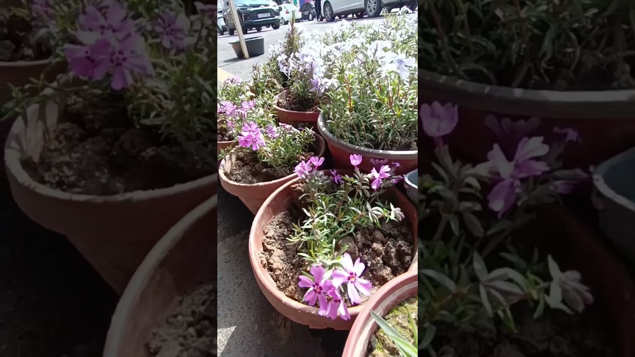 Олой бозори🌸2кисм🎬