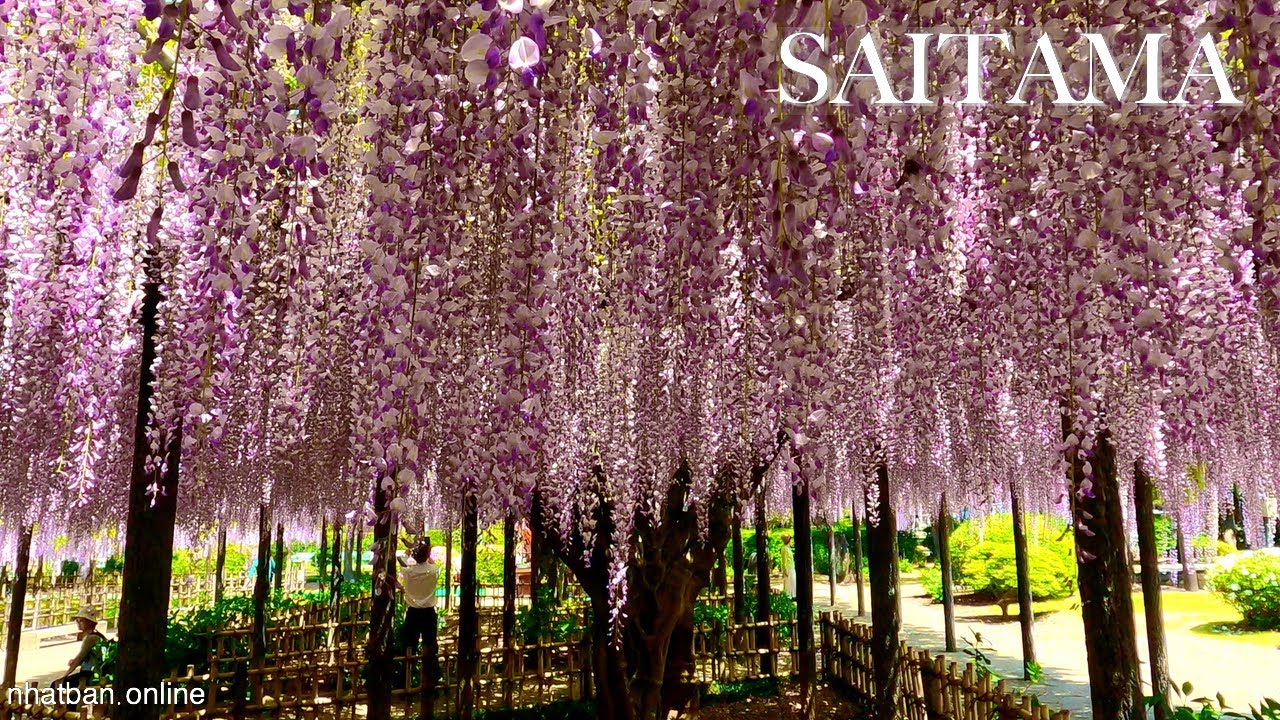 Wisteria 450 year old is full bloom in Tamashiki Shrine Kazo Saitama【玉敷神社 】|#explorejapan #japan #4k