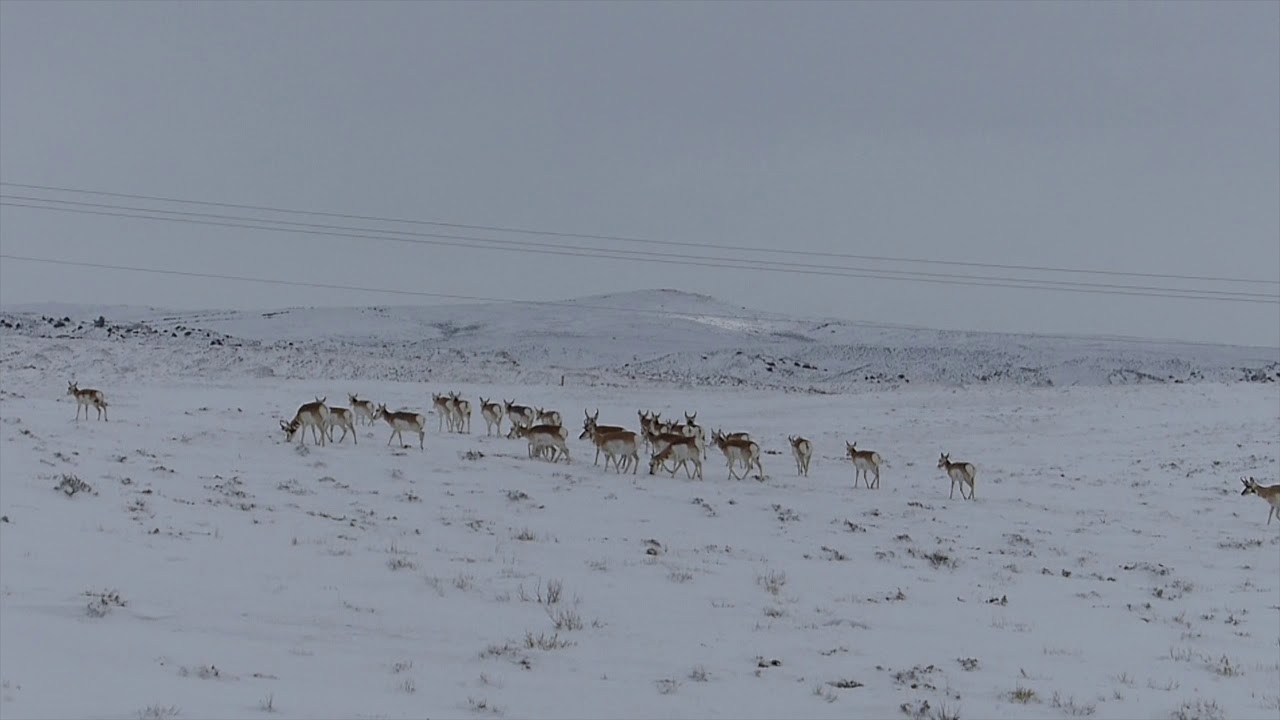 Baggs Pronghorn Part 2