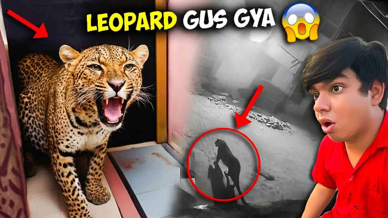 Leopard 😱 Ghar Me Gus Gya 🚨 – तेंदुआ घर में घुस गया 🙏 Please Help