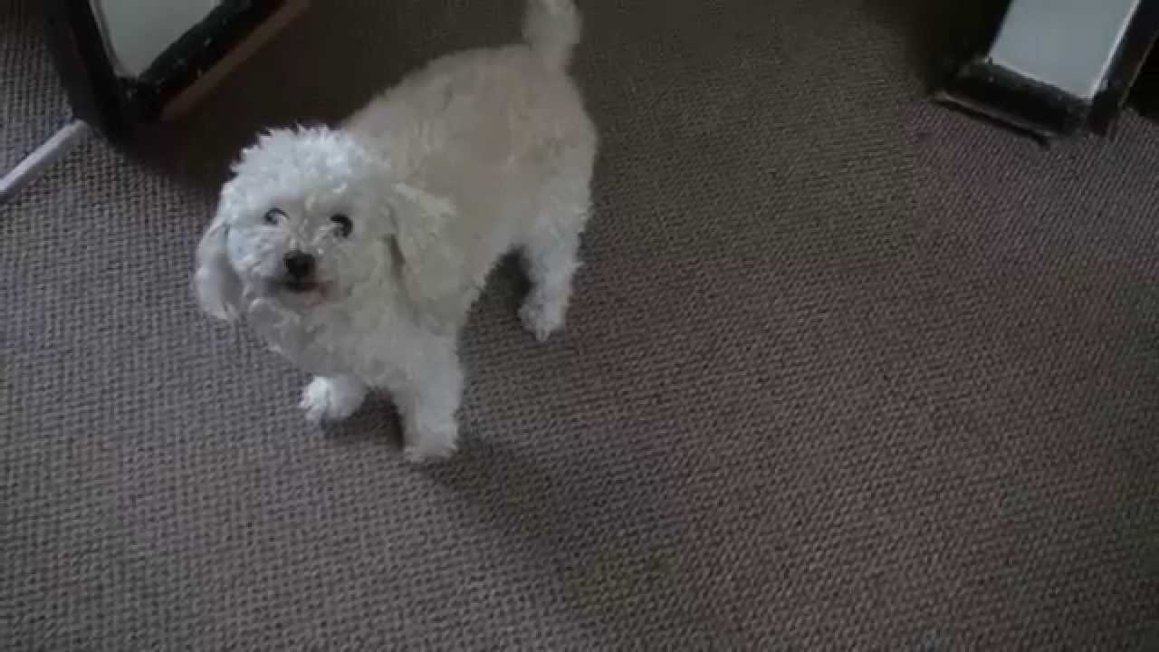 Meet Luna, a happy poodle dog