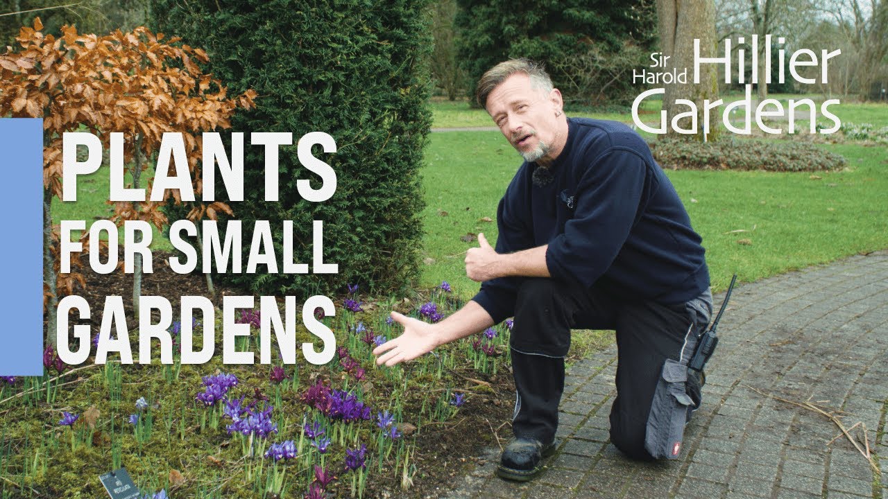 The best plants for small gardens | Sir Harold Hillier Gardens