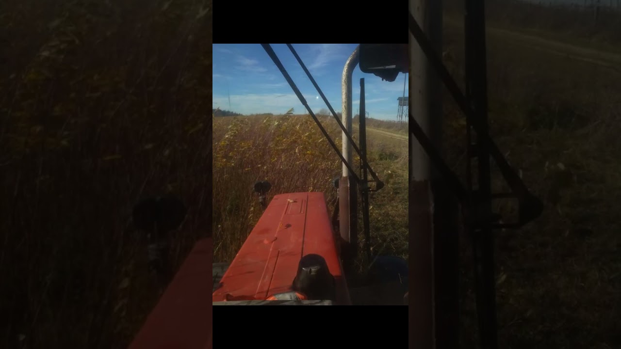 MTZ- 82+mulczer 2,7m. Mulczowanie nieużytków w celu przywrócenia potencjału produkcji rolnej.