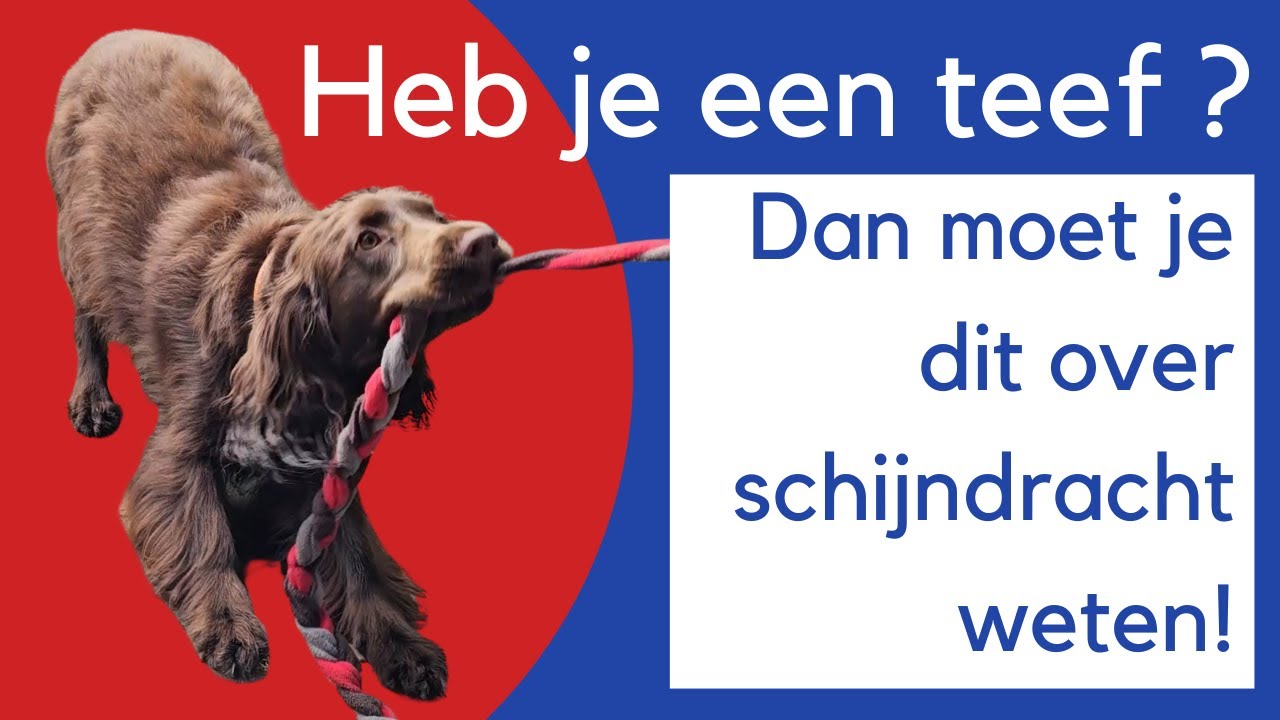 Hoe herken je een schijnzwangerschap bij je hond?