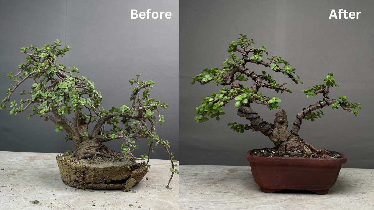 Making Bonsai From Jade Plant | Pruning | Repotting | Wiring | Portulacaria Afra