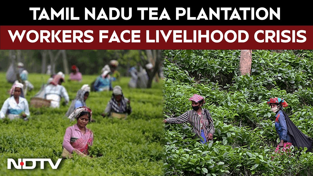 Tamil Nadu Elections | Tea Plantation Workers Face Livelihood Crisis, Seek Relief Ahead Of Polls