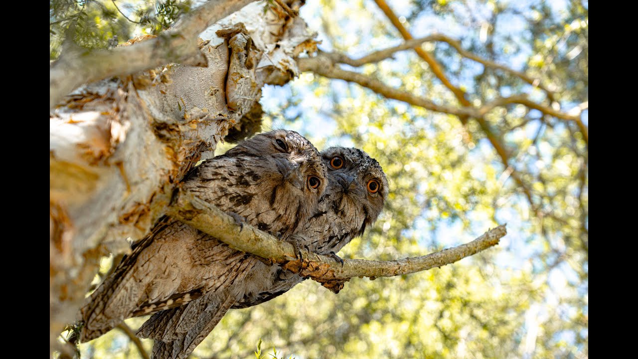 I love Podargidae (Frogmouth)