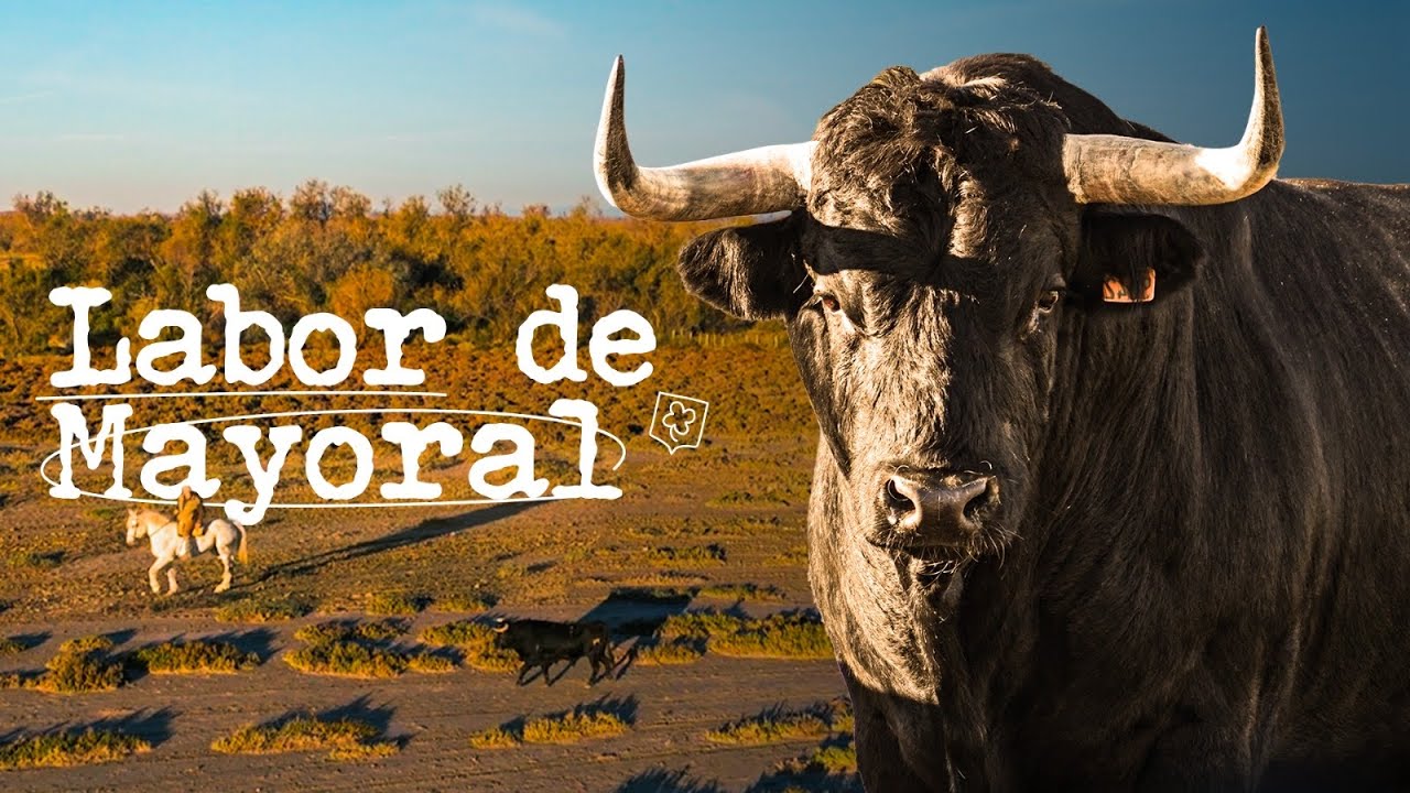 EMBARQUE DE UN TORO AL AMANECER - Labor de Mayoral con Patrick Alarcon (Ganadería Blohorn)