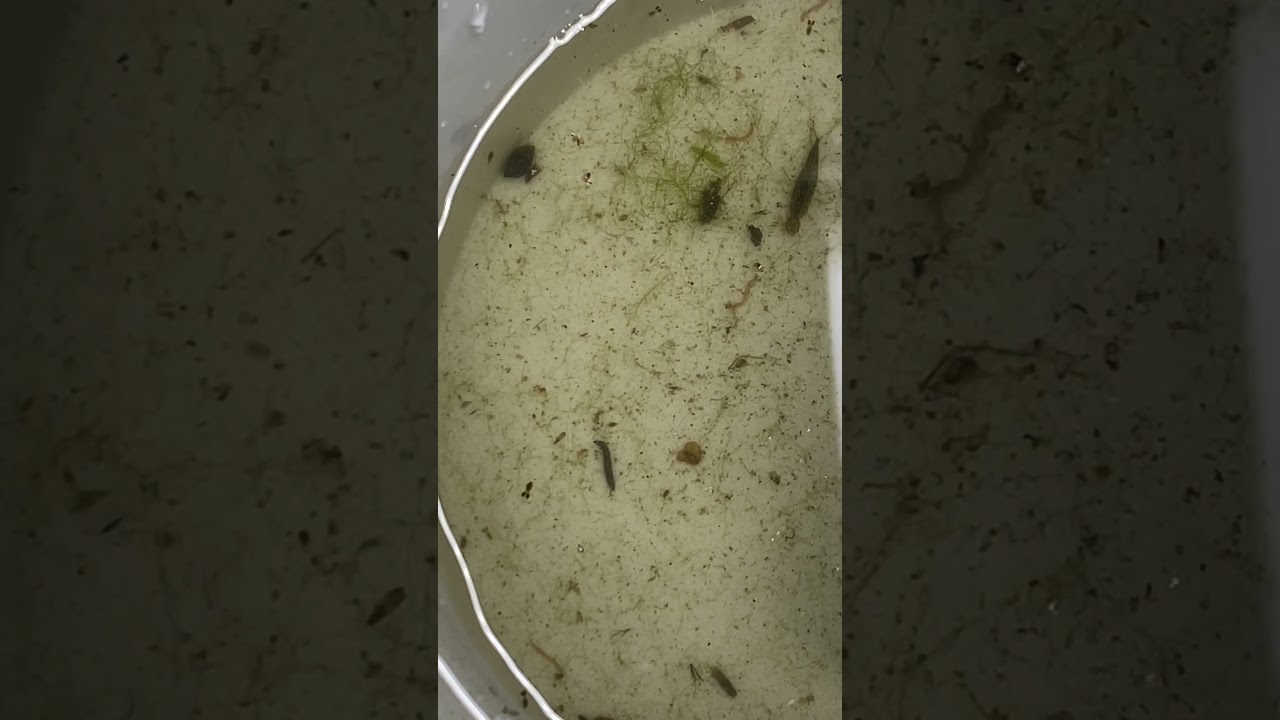 A bucket of pond water 