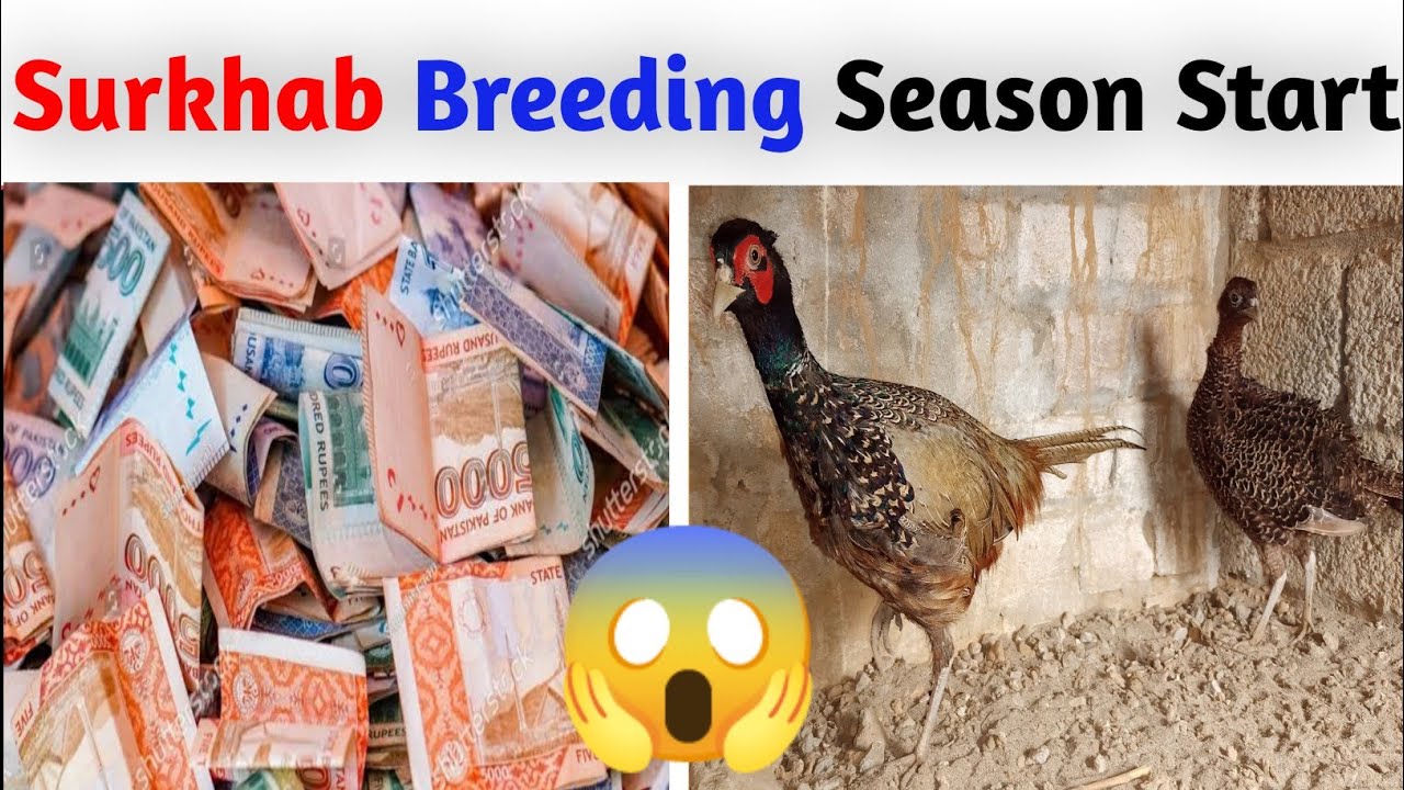 pheasant bird mufeed malomat in Hindi /Urdu | Surkhab breeding tips | Breeding season for pheasant