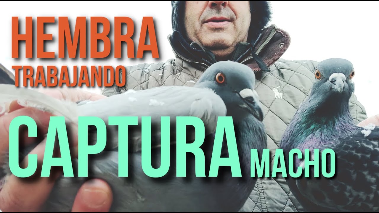 Columba Livia Hembra💄💄- Trabajo en Vuelo y Cajón - ¡CAPTURA!🤫