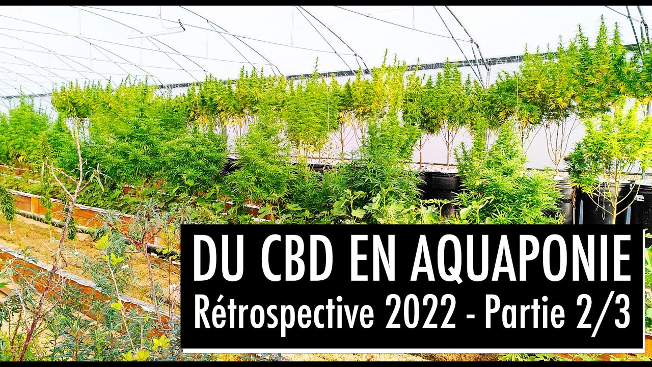 Du CBD en aquaponie : les images parlent d'elles-m&ecirc;me! (2022 Partie 2/3)