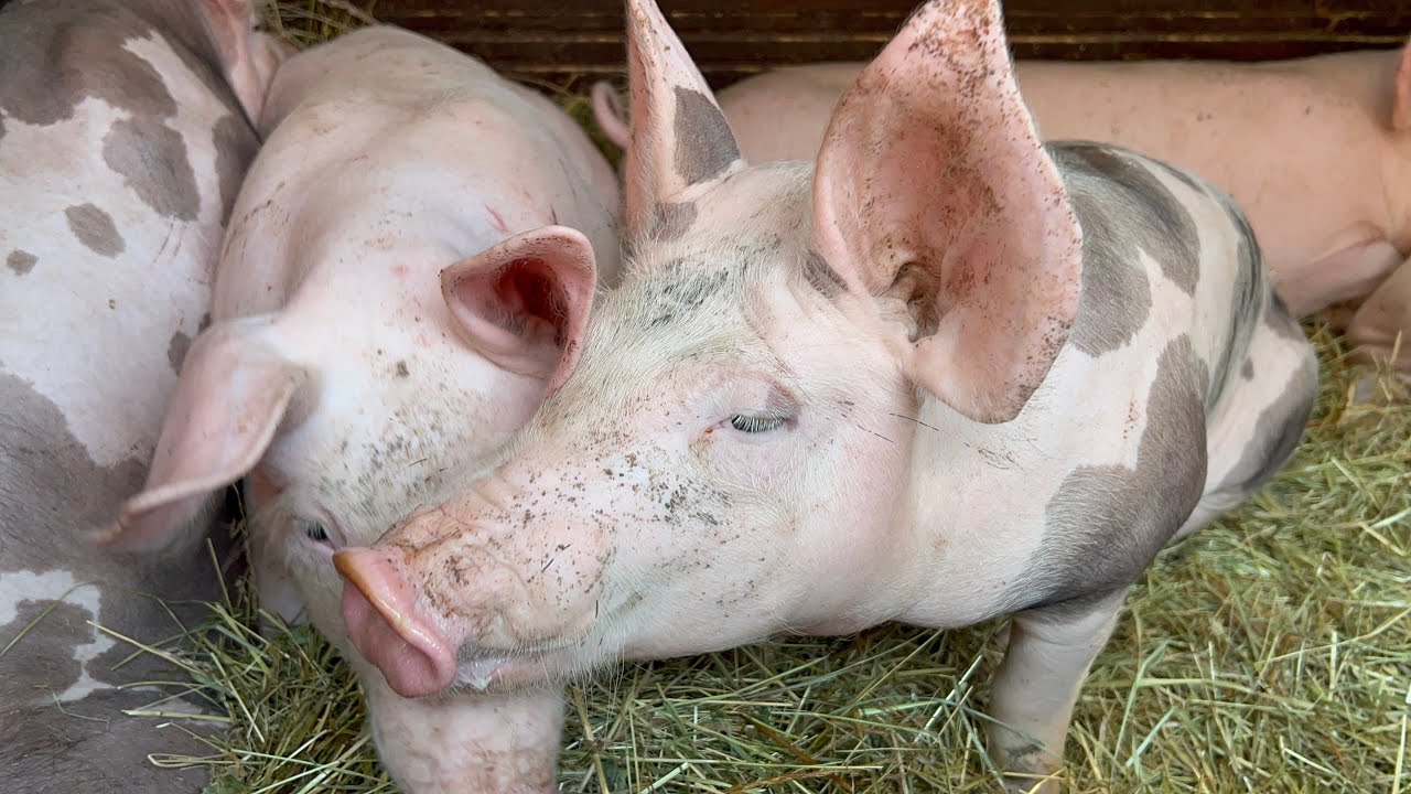 🫣ЦІНИ НА ТВАРИН 2026❗️ЧИ ВИГІДНА ЗАРАЗ ТРИМАТИ ГОСПОДАРСТВО?🐰🐷🐔