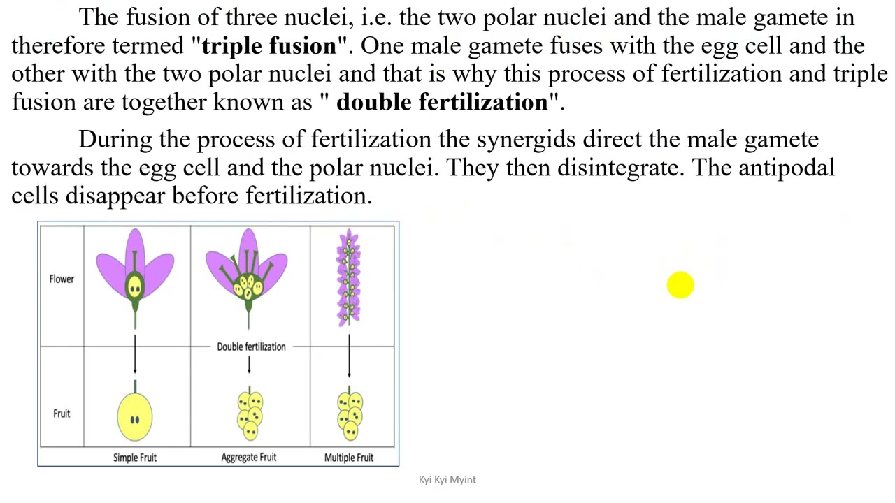 Grade 10 Chapter 5 Fertilization