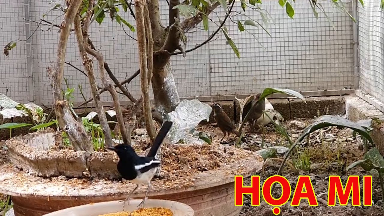 Thả đôi chim Họa Mi vào lồng AVI - Những con chim đắt giá đã được thêm vào AVI